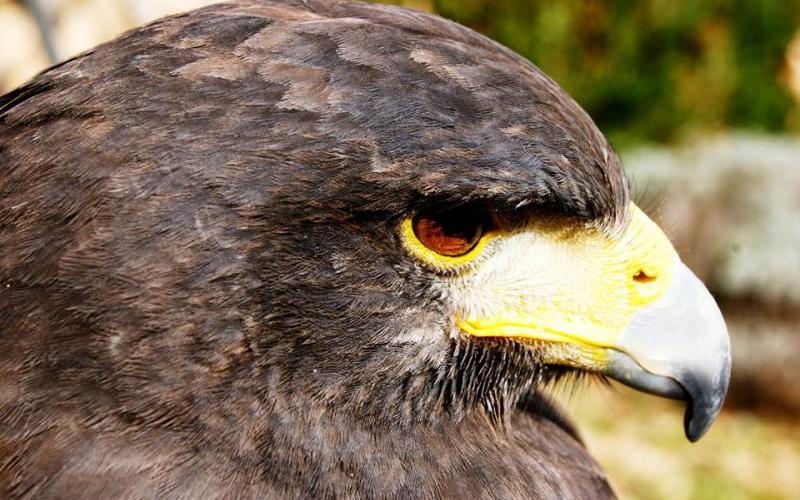  Visita a Pratdip y el Centre Horus de fauna salvaje
