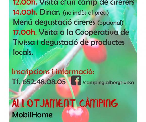 cirera cereza degustació degustación cherry Del camp a la taula a Tivissa