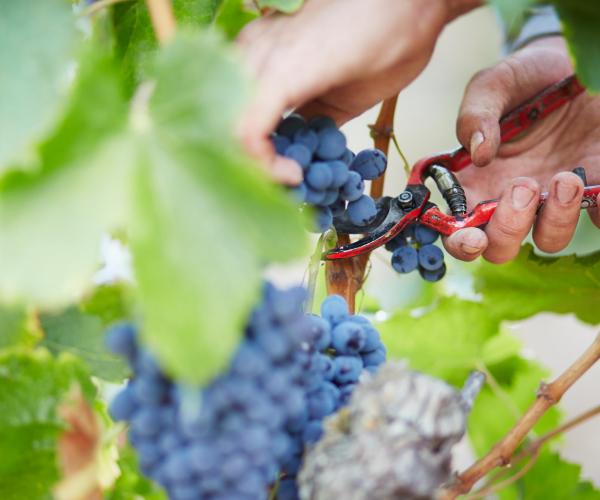 Grape harvest.