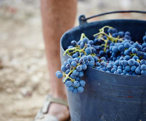 During harvest.