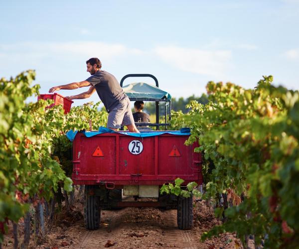 During harvest.