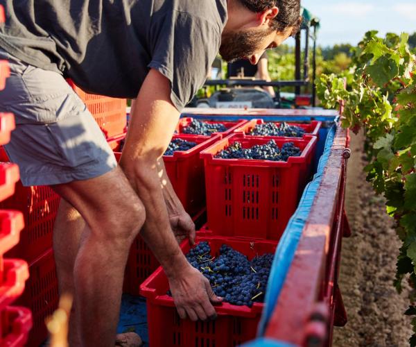 During harvest.