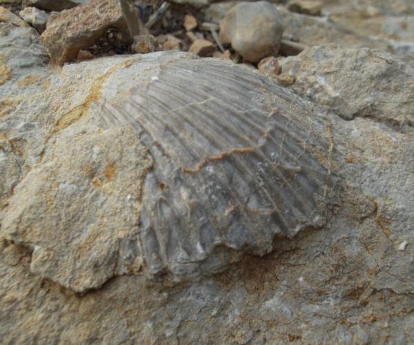 FOSSIL