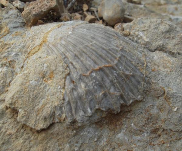 Rebuilding the Past  Discover the remains of a Jurassic sea and the life of the past trekking