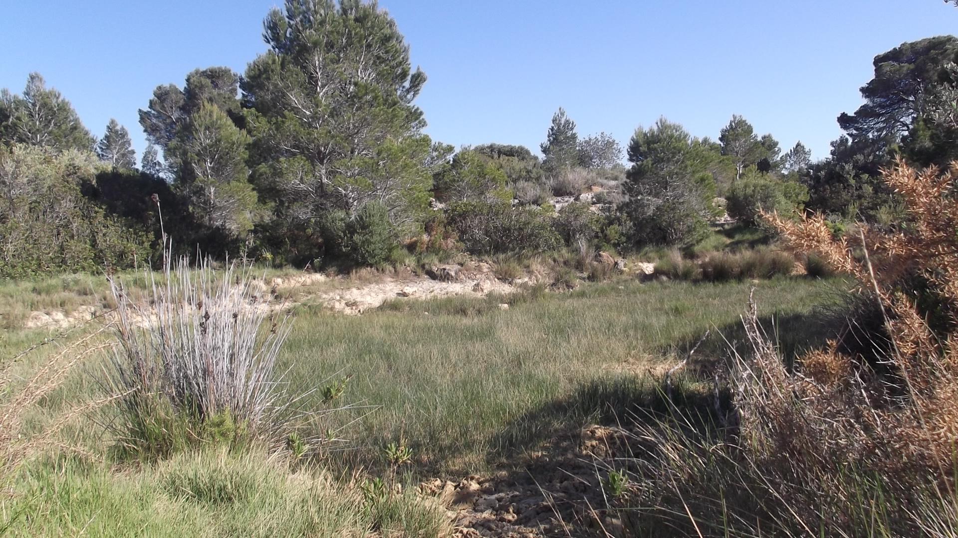 Coll de Balaguer, orígenes.
